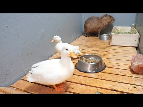 カピバラのプールを占領するアヒルたち(YouTube)