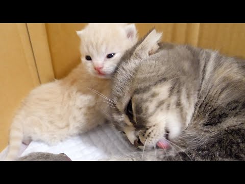 お母さん猫に甘えたくて仕方ない子猫がかわいすぎた…(YouTube)