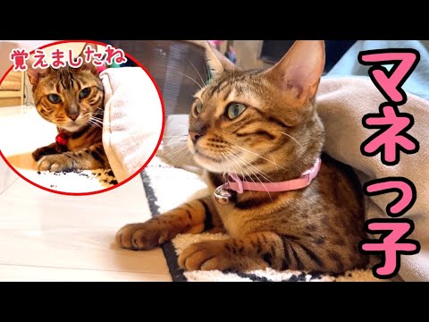 ママ猫大好きでコタツの入り方をマネしちゃう娘猫(YouTube)