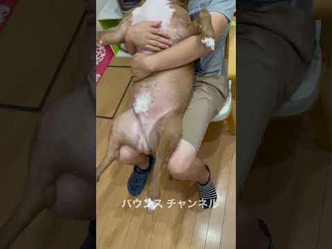赤ちゃん扱いされるピットブルw#shorts(YouTube)
