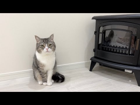 ヒーターの電源を切ったら寒がりな猫がこうなっちゃいました…笑(YouTube)