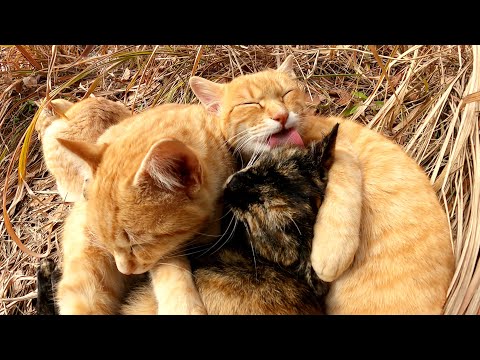 サクラ猫手術を受けたサビ猫をいたわってあげるお兄ちゃん猫たち(YouTube)