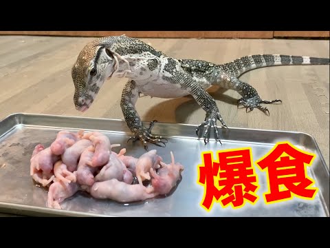 強制断食をした腹ペコのオオトカゲに大量のネズミを与えてみると・・・(YouTube)
