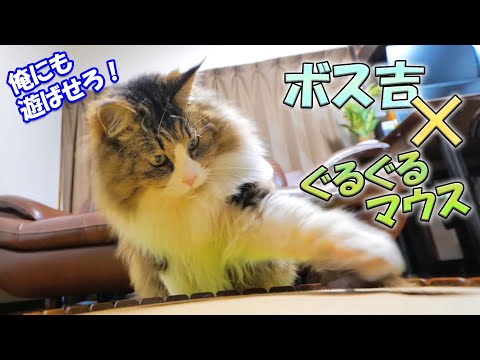 電動マウスの音を聞き駆け付けたボス吉、野良ボスの狩猟本能覚醒か！？(YouTube)