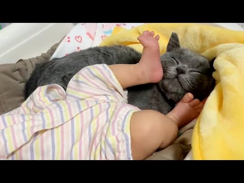 蹴られても蹴られても一緒にいたい子猫！(YouTube)
