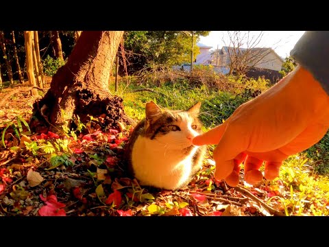 陽のあたる斜面で休む野良猫を撫でる(YouTube)