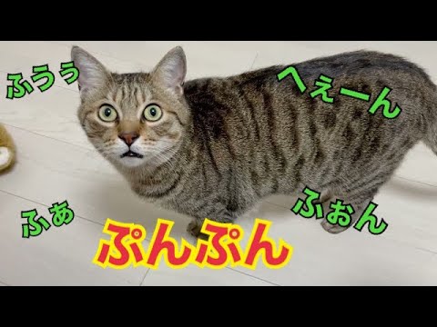 部屋から出せと文句たれまくる猫がかわいい！(YouTube)