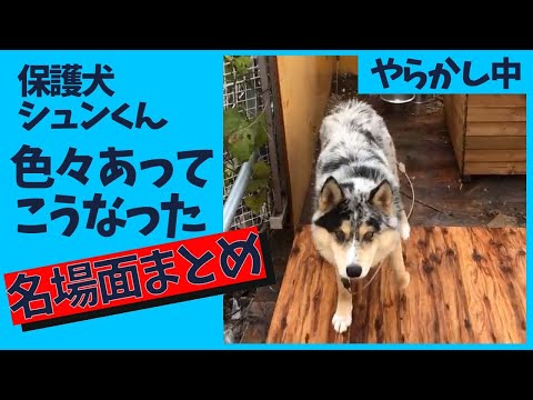 【心を閉ざした保護犬】シュンくん名場面集(YouTube)