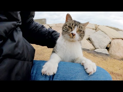 キジシロ猫が人間の体に飛びのって暴れ回る(YouTube)