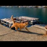お魚くわえたどら猫追っかけて(YouTube)