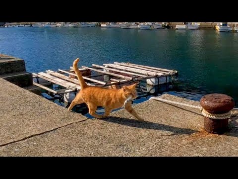お魚くわえたどら猫追っかけて(YouTube)