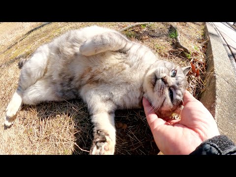 上機嫌なアザラシ猫がゴロンとなってお腹を見せてくれた(YouTube)