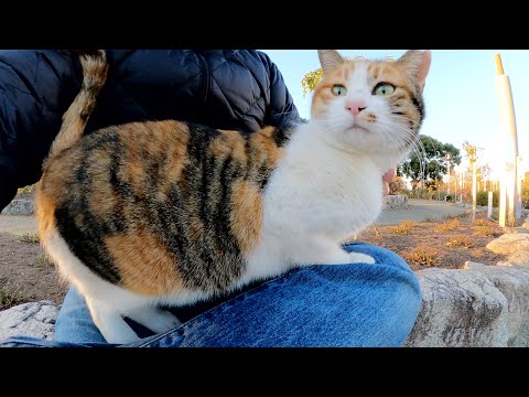 他の猫を撫でたら、三毛猫が怒ってひざの上から降りてしまった(YouTube)