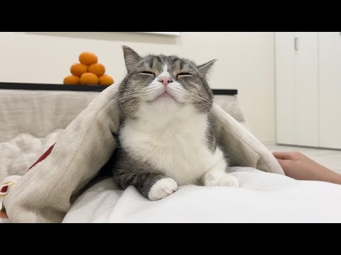 猫と一緒にこたつで寝落ちしたら幸せすぎました…笑(YouTube)
