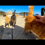 猫島で波止場に行ったら釣り人の後ろで待機中の猫達が集まってきた(YouTube)