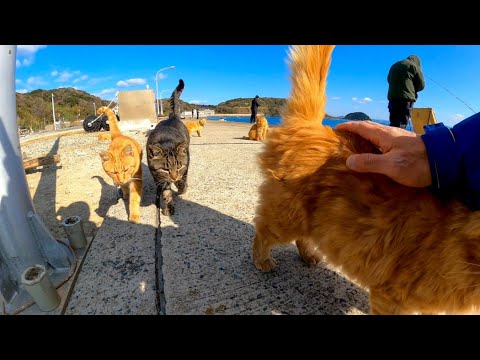 猫島で波止場に行ったら釣り人の後ろで待機中の猫達が集まってきた(YouTube)