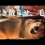 出社前のママに「遊ぼ！」と圧をかけるも抜け毛を理由に断られるシベリアンハスキー(YouTube)
