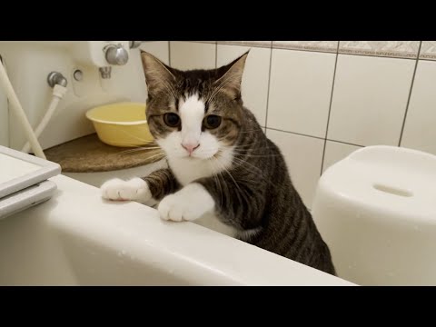 風呂に入っているお父さんが心配で様子を伺いに来る猫(YouTube)