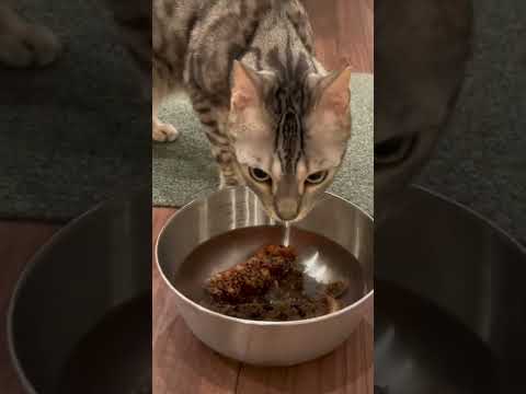 初めて動くナマコを見た猫の反応(YouTube)