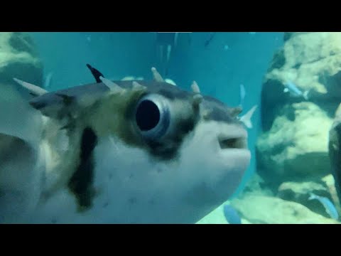 【海遊館】海遊館のスミツキイシガキフグ(YouTube)