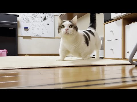お腹スレスレでポテポテ歩いてくる猫(YouTube)
