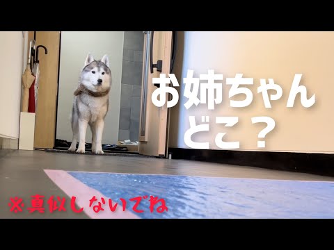 玄関を大開放したまま放置したら脱走するかどうか検証してみた。(YouTube)