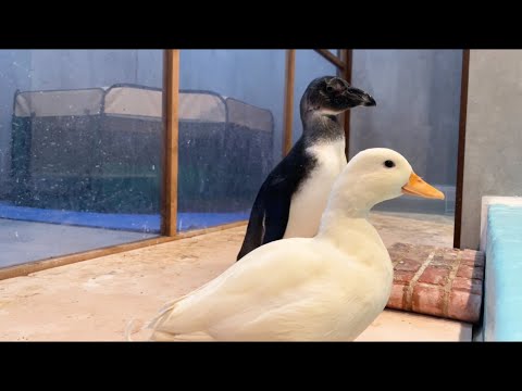 プールに入りたくないのに入ってしまうペンギン(YouTube)