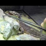 新しくお迎えしたオオトカゲにコオロギを与えると・・・(YouTube)