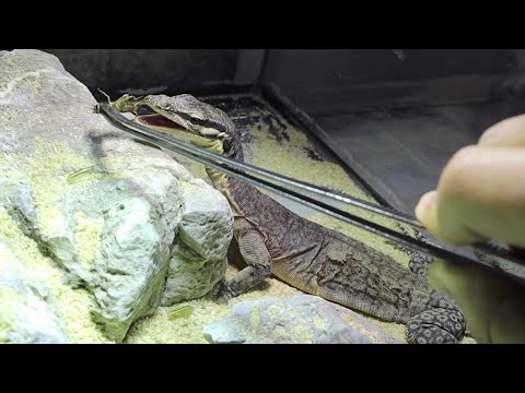 新しくお迎えしたオオトカゲにコオロギを与えると・・・(YouTube)