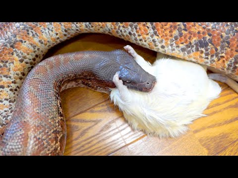 丸々太ったラットが届いたので大蛇に食べさせます(YouTube)