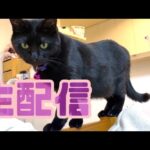 【生配信1/16】パパさん不在でナナがノビノビしそうな生配信🐈‍⬛📹(YouTube)