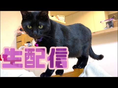 【生配信1/16】パパさん不在でナナがノビノビしそうな生配信🐈‍⬛📹(YouTube)