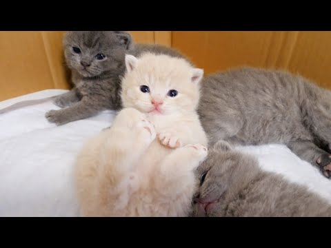 子猫は引っ越ししました…(YouTube)