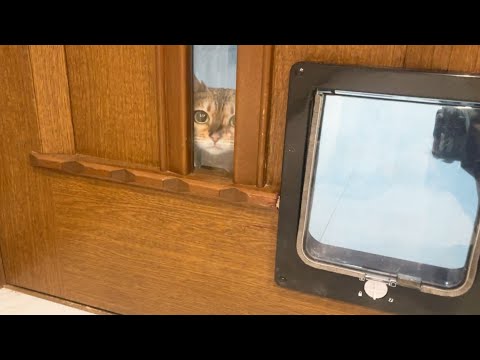 全部の部屋に猫用扉を付けた時の猫の反応がコチラ(YouTube)