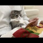 猫用のスマホゲームをやってみたら猫がハマりすぎてこうなったw(YouTube)