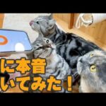 動物園で猫と会話できるアプリ使ったら・・・(YouTube)