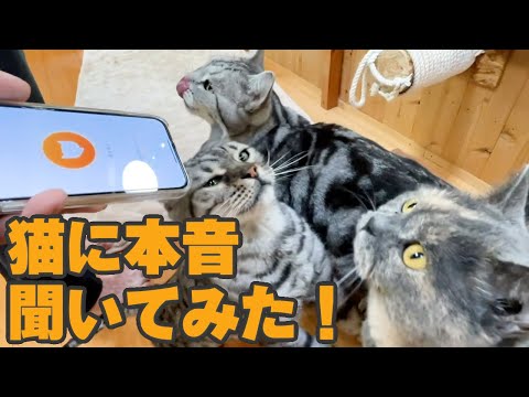 動物園で猫と会話できるアプリ使ったら・・・(YouTube)
