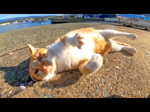舟の中で休んでいた野良猫がモフられに出てきた(YouTube)