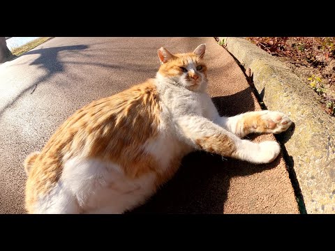 ムチムチ体型のジャイアンみたいな茶シロ猫をモフる(YouTube)
