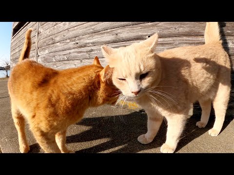 仲良し濃淡茶トラ猫コンビが冬の晴れ間にお出掛けする(YouTube)