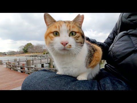 目が合うと当たり前のようにひざにのってくる三毛猫(YouTube)