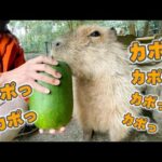 冬瓜をカポカポ食べるカピバラの口に悲劇がw(YouTube)