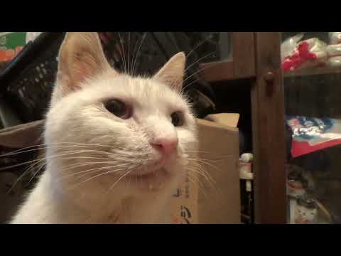 申し訳ありませんでした。これからも宜しくお願い致します(YouTube)