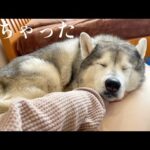 手のひらの上で眠ってしまったシベリアンハスキー(YouTube)