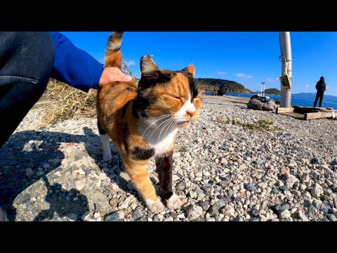 釣り人の後ろで待機する三毛猫を撫でると喜んで足踏みしてカワイイ(YouTube)