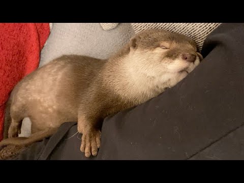 自分を人間の子供かなんかだと信じて疑ってないであろうカワウソ otter who probably believes he’s a human child or something.(YouTube)