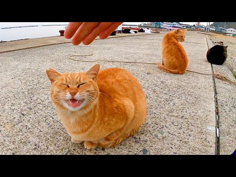 防波堤に行ったら釣り人の後ろで待機していた猫達が一斉に集まってきた(YouTube)