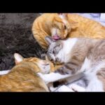 癒し姉妹弟猫トリオ誕生♥(YouTube)