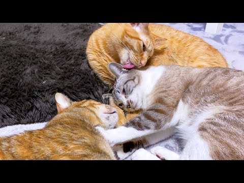 癒し姉妹弟猫トリオ誕生♥(YouTube)