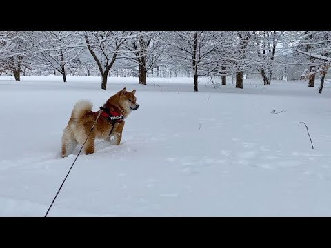 柴犬さん、そこら辺は無理だなぁ【久々の大雪】(YouTube)